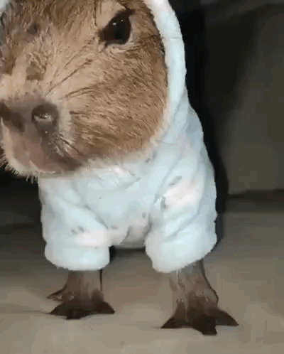 A Close Up Of A Guinea Pig Wearing A Blue Hoodie GIF
