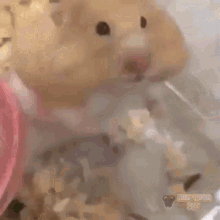 A Close Up Of A Hamster In A Plastic Cage Eating Food . GIF