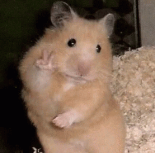A Close Up Of A Hamster Standing On Its Hind Legs . GIF