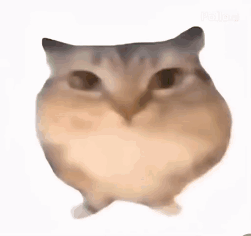 A Close Up Of A Hamster Standing On Its Hind Legs . GIF