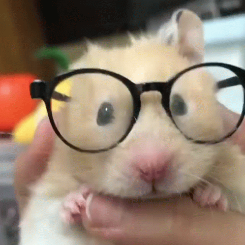 A Close Up Of A Hamster Wearing Glasses Being Held By A Person . GIF