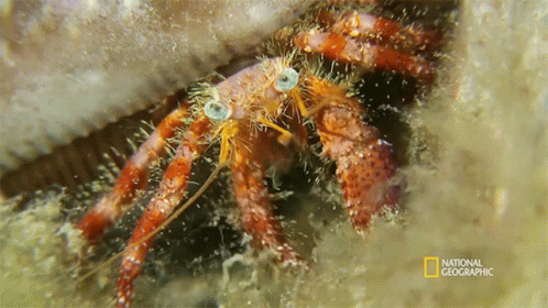 a close up of a hermit crab with a national geographic logo in the corner