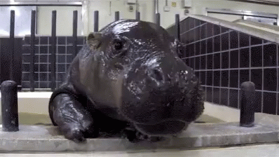 A Close Up Of A Hippopotamus Laying On A Table In A Room . GIF