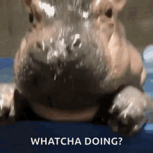 A Close Up Of A Hippopotamus With Water Coming Out Of Its Mouth And The Words Whatcha Doing . GIF