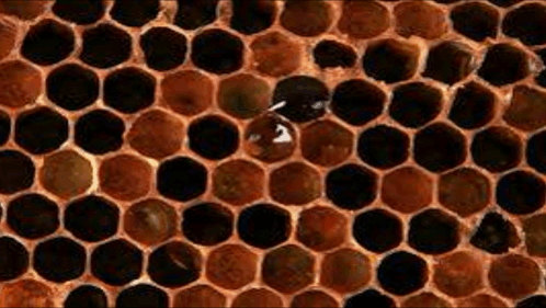 A Close Up Of A Honeycomb With A Few Bees On It . GIF
