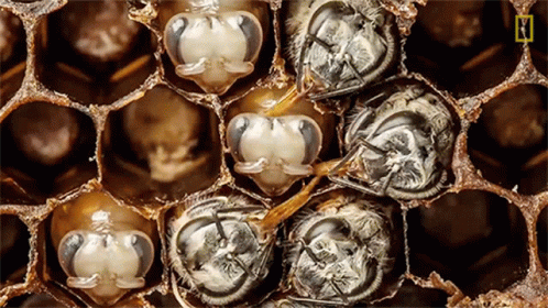 A Close Up Of A Honeycomb With A National Geographic Logo On The Bottom Right GIF