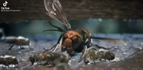 A Close Up Of A Hornet Eating A Bee In The Water . GIF