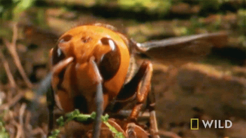 A Close Up Of A Hornet With A National Geographic Logo Behind It GIF