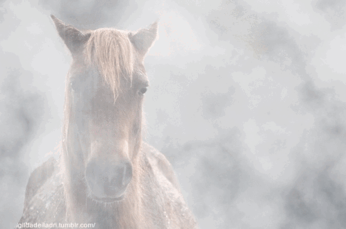A Close Up Of A Horse 'S Face With A Tumblr.com Url Below It GIF