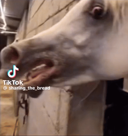 A Close Up Of A Horse 'S Head With Its Mouth Open And A Tiktok Watermark On The Bottom Right Corner . GIF