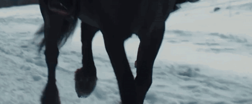 A Close Up Of A Horse 'S Legs Standing In The Snow GIF