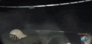 A Close Up Of A Jellyfish In A Tank With The Word Shark On The Bottom GIF