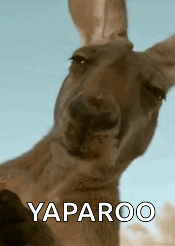 A Close Up Of A Kangaroo 'S Face With The Words Yaparoo Written On It . GIF