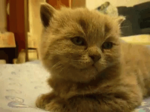 A Close Up Of A Kitten Laying On A Bed . GIF