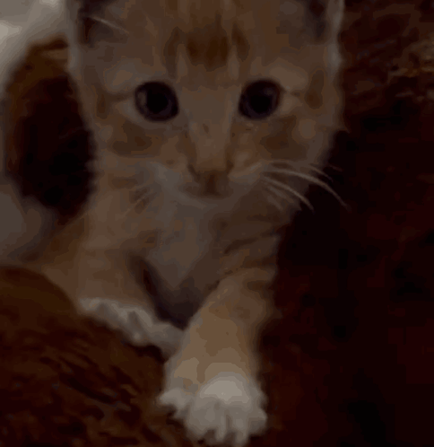 A Close Up Of A Kitten Laying On A Couch Looking At The Camera GIF