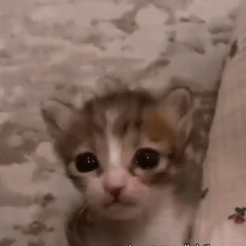 A Close Up Of A Kitten Looking At The Camera GIF