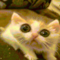 A Close Up Of A Kitten 'S Face With A Blurry Background . GIF