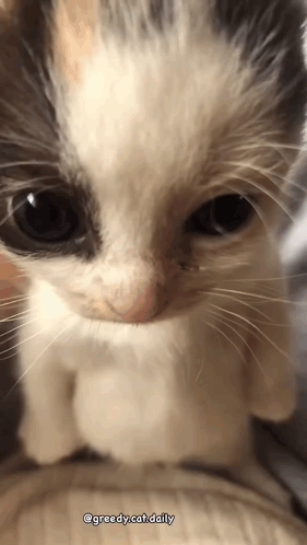 A Close Up Of A Kitten 'S Face With The Caption Greedy.cat.daily GIF