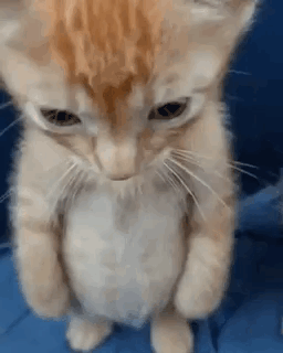 A Close Up Of A Kitten Standing On Its Hind Legs On A Bed . GIF
