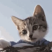 A Close Up Of A Kitten Wearing A Blue And White Striped Shirt . GIF