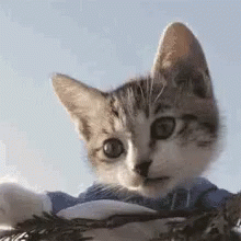 A Close Up Of A Kitten Wearing A Blue Shirt Looking At The Camera . GIF