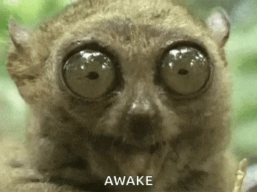 A Close Up Of A Lemur 'S Face With Big Eyes And The Words `` Awake '' Above It . GIF