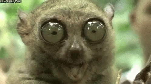 A Close Up Of A Lemur 'S Face With Big Green Eyes . GIF