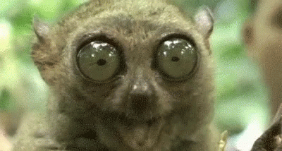 A Close Up Of A Lemur With Large Eyes Looking At The Camera . GIF
