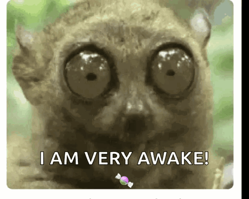 A Close Up Of A Lemur With The Words I Am Very Awake GIF