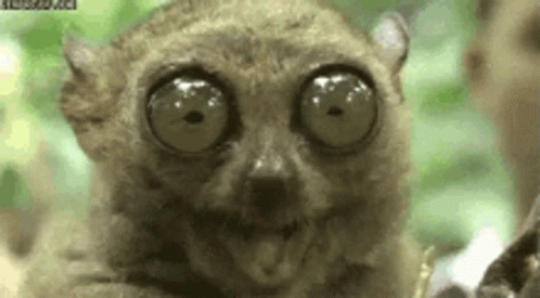 A Close Up Of A Lemur With Very Large Eyes Looking At The Camera . GIF