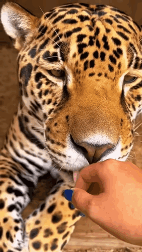 A Close Up Of A Leopard Being Petted By A Person 'S Hand GIF