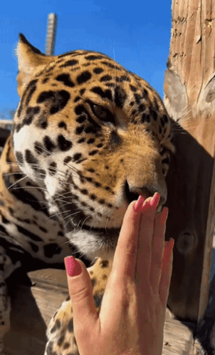 A Close Up Of A Leopard Licking A Woman 'S Hand GIF