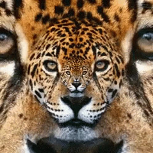 A Close Up Of A Leopard 'S Face With A Reflection Of Another Leopard 'S Face GIF