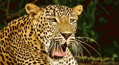 A Close Up Of A Leopard With Its Mouth Open And The Words The World Is Worth A Gif Below It GIF