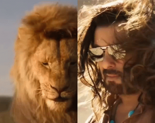 A Close Up Of A Lion And A Close Up Of A Man With Sunglasses GIF