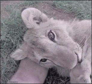 A Close Up Of A Lion Cub Laying In The Grass . GIF