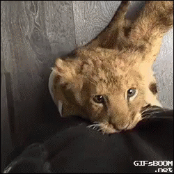 A Close Up Of A Lion Cub Laying On A Person 'S Shoulder . GIF