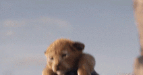 A Close Up Of A Lion Cub Looking At The Camera GIF