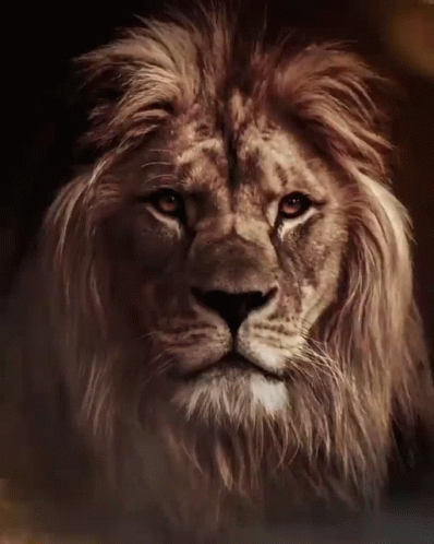 A Close Up Of A Lion Looking At The Camera GIF