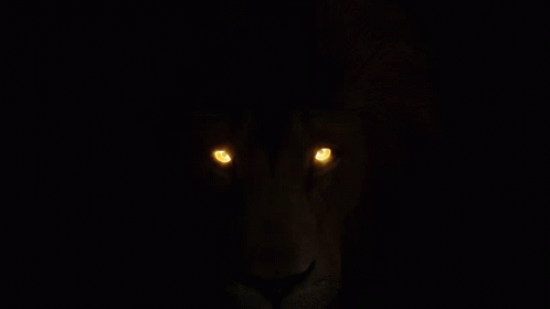 A Close Up Of A Lion 'S Eyes Glowing Brightly In The Dark GIF