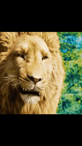 A Close Up Of A Lion 'S Face With A Blurred Background GIF