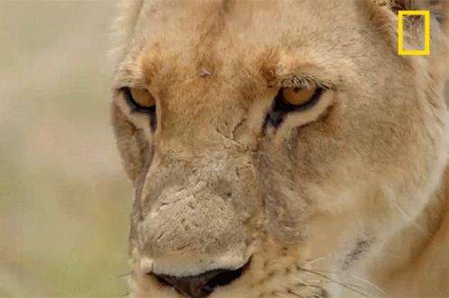 A Close Up Of A Lion 'S Face With A National Geographic Logo On The Ear GIF