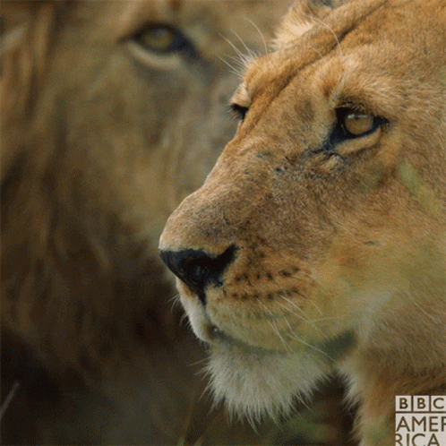 A Close Up Of A Lion 'S Face With Bbc America Written On The Bottom Right GIF