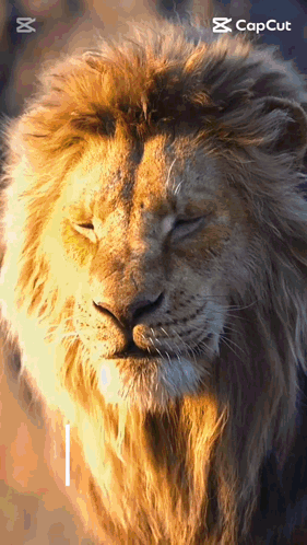 A Close Up Of A Lion 'S Face With Its Eyes Closed And The Caption Capcut GIF