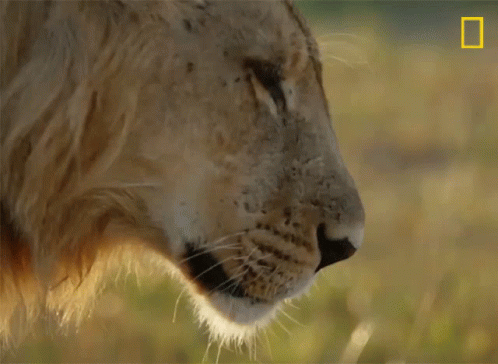 A Close Up Of A Lion 'S Face With The National Geographic Logo In The Background GIF