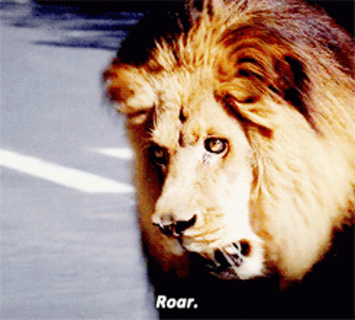 A Close Up Of A Lion 'S Face With The Word Roar Written Below It GIF