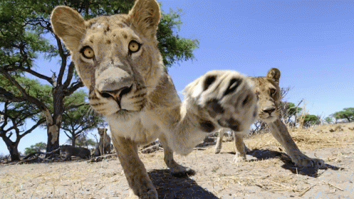 A Close Up Of A Lion 'S Paw In The Sand GIF