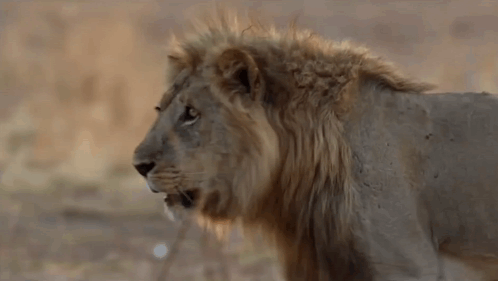 A Close Up Of A Lion With A Long Mane Standing In The Wild Looking At The Camera . GIF