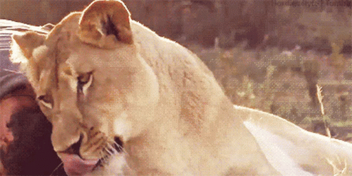 A Close Up Of A Lioness Licking A Person 'S Nose GIF