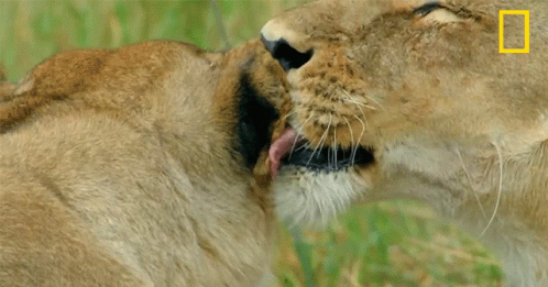 A Close Up Of A Lioness With A National Geographic Logo On The Bottom GIF